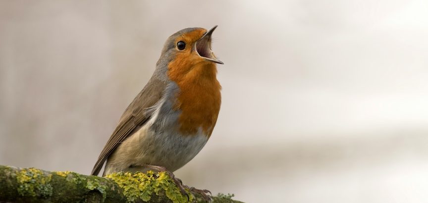 Robin Padilla's "weak" comments spark debates