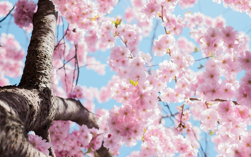 Cherry Blossoms, Renewal, and Health